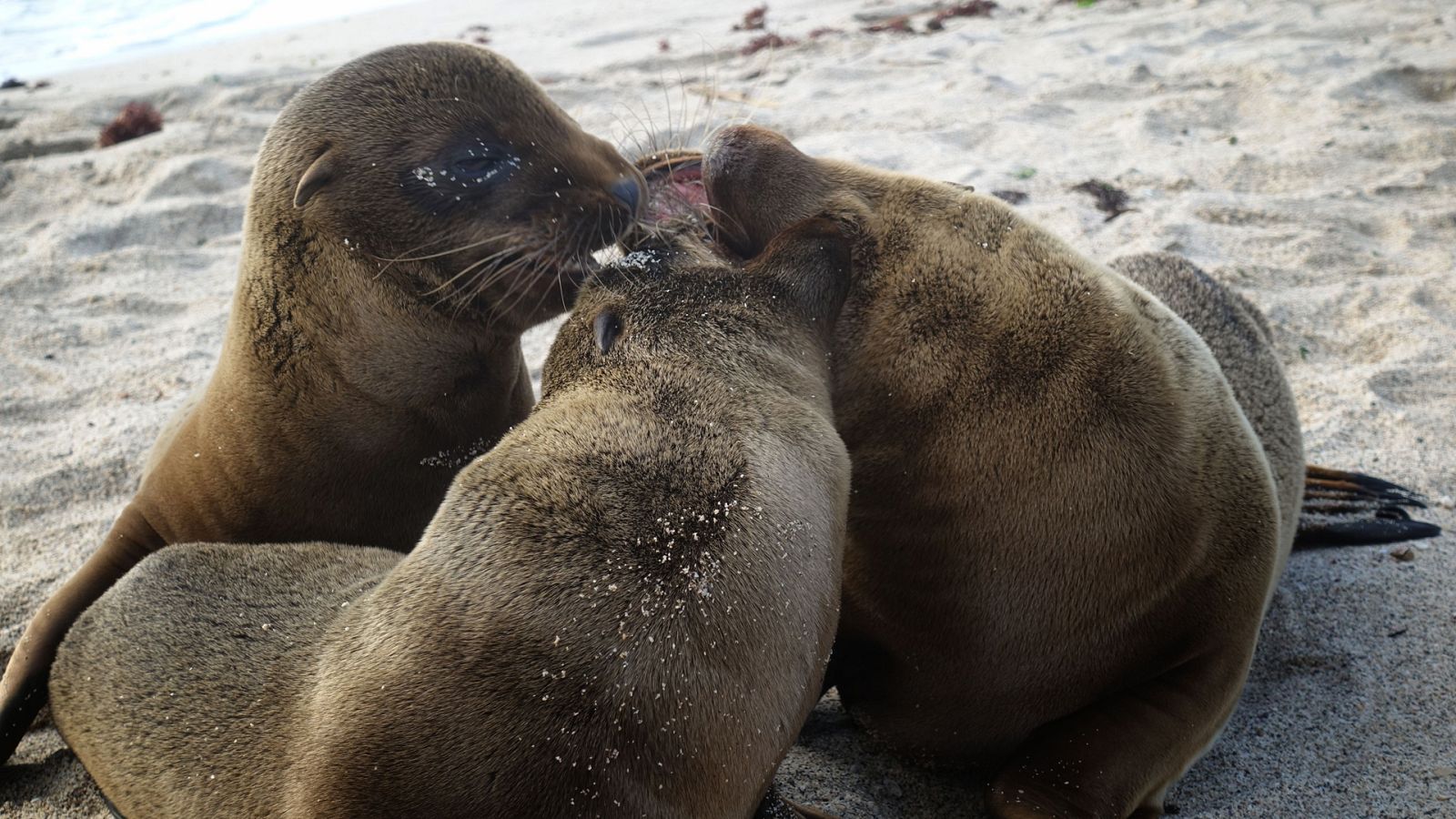 Familias animales asombrosas - Episodio 2 - ver ahora