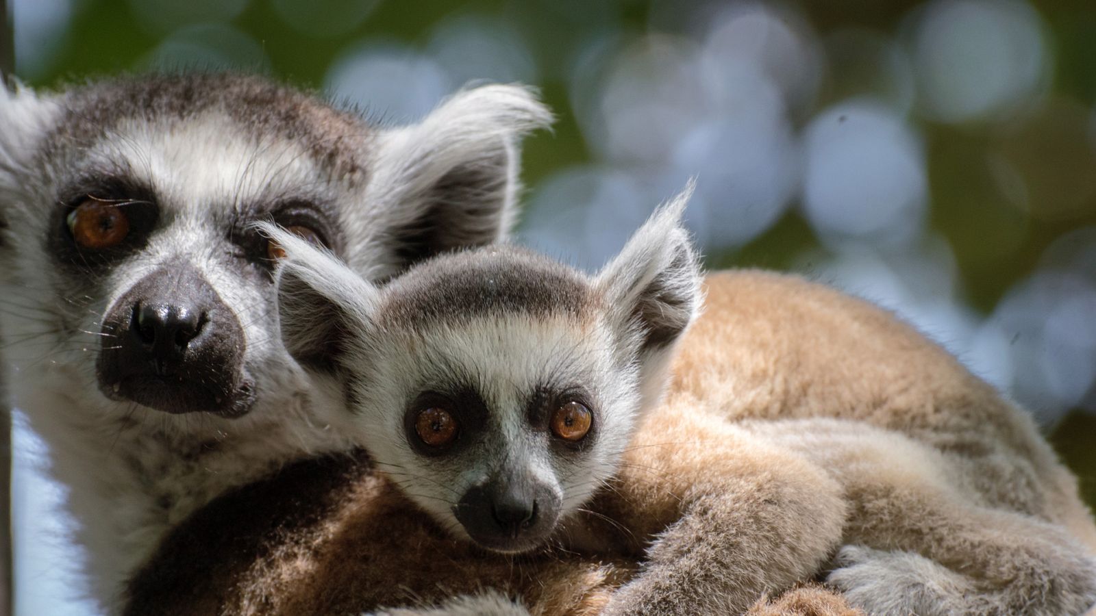 Familias animales asombrosas - Episodio 3 - ver ahora