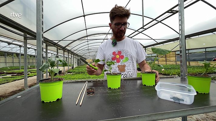 Va de verd - Empelts d'horta