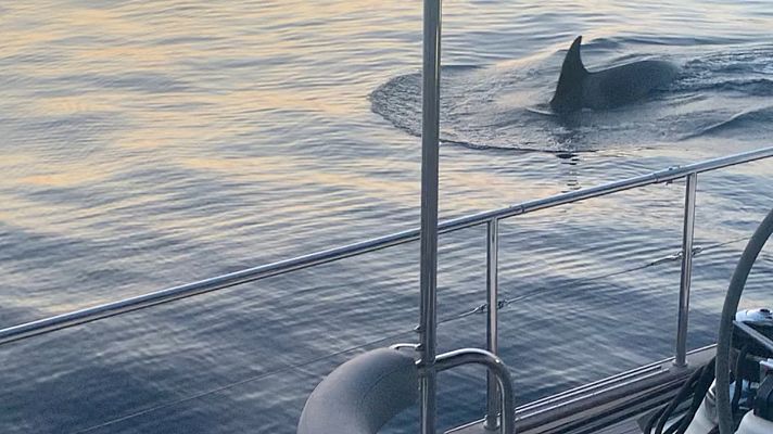 Las orcas siguen atacando embarcaciones en el Estrecho de Gibraltar