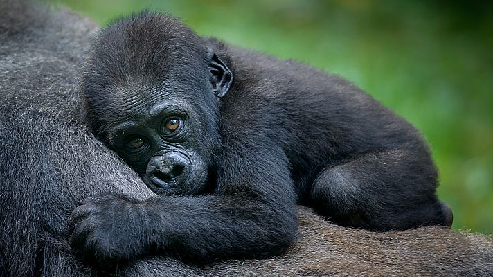 Familias animales asombrosas - Episodio 5