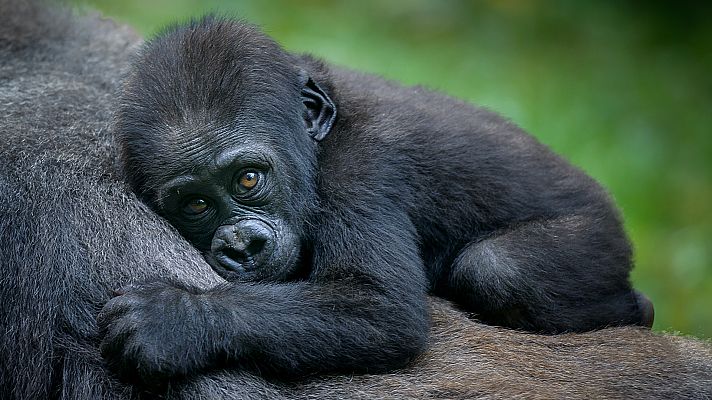 Familias animales asombrosas - Episodio 5