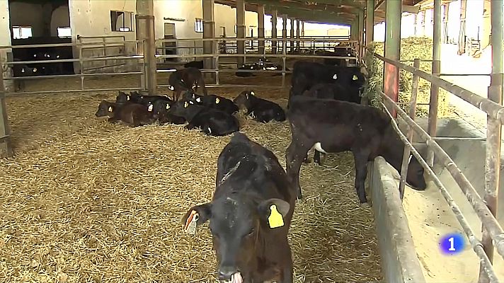 L'Informatiu - La ramaderia extensiva també vol ajudes