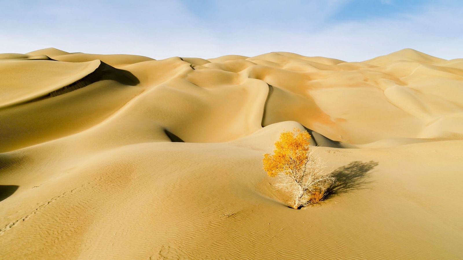 El planeta verde - Episodio 4:  Mundos desérticos - ver ahora