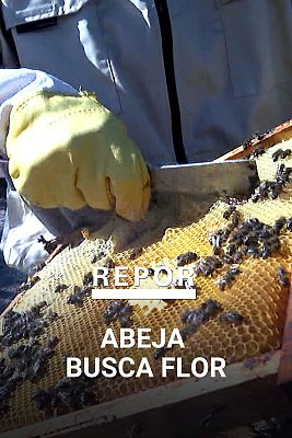 Repor - Abeja busca flor