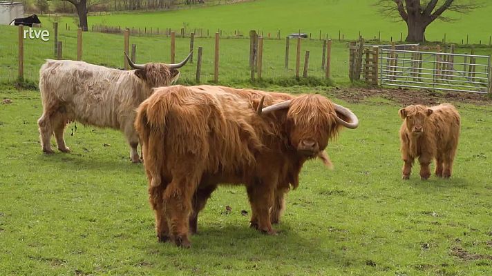 Escocia y sus vacas tradicionales