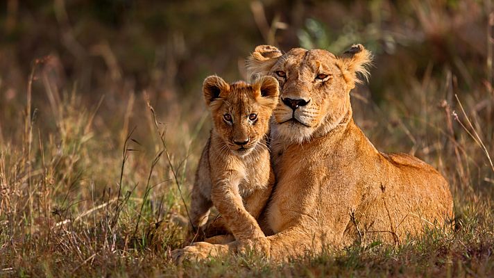 Familias animales asombrosas - Episodio 6