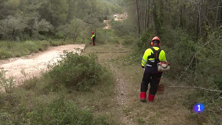 Com es fa el manteniment de les línies elèctriques properes als boscos?