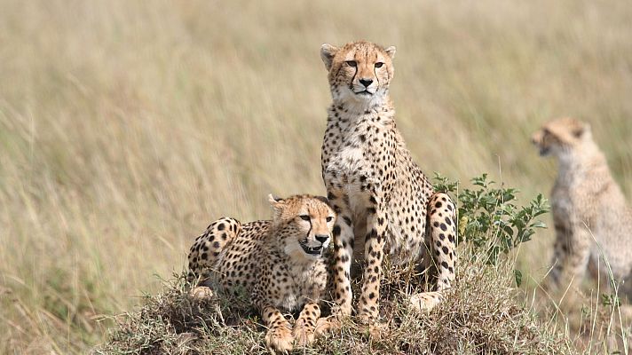 Familias animales asombrosas - Episodio 7