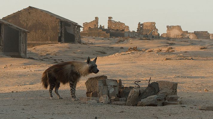 Las hienas de la niebla