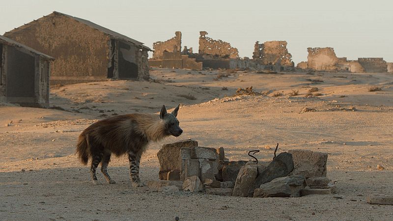 Somos documentales - Las hienas de la niebla - ver ahora
