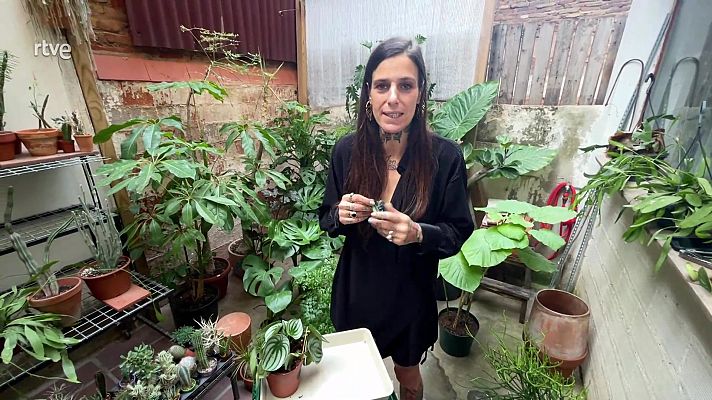 Va de verd - Com reproduir plantes a traves d'una fulla