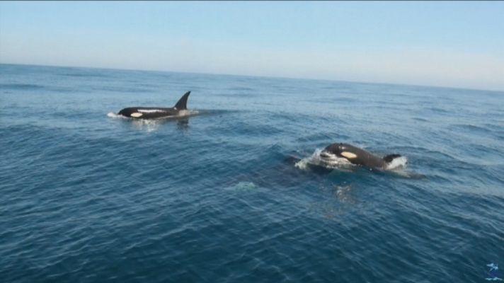 Noticias Andalucía - Interacciones de orcas con veleros