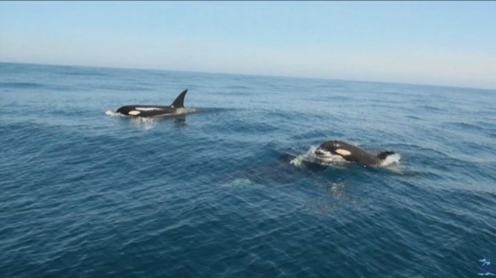 Interacciones de orcas con veleros