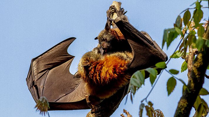 Familias animales asombrosas - Episodio 8