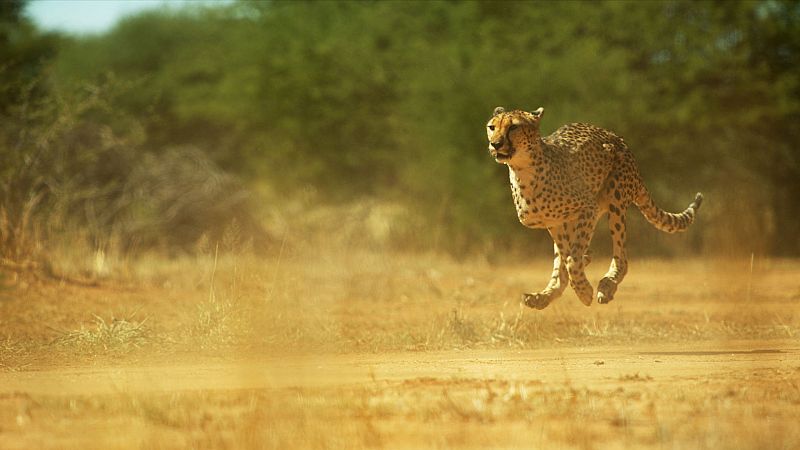 Somos documentales - El aliento del guepardo - ver ahora