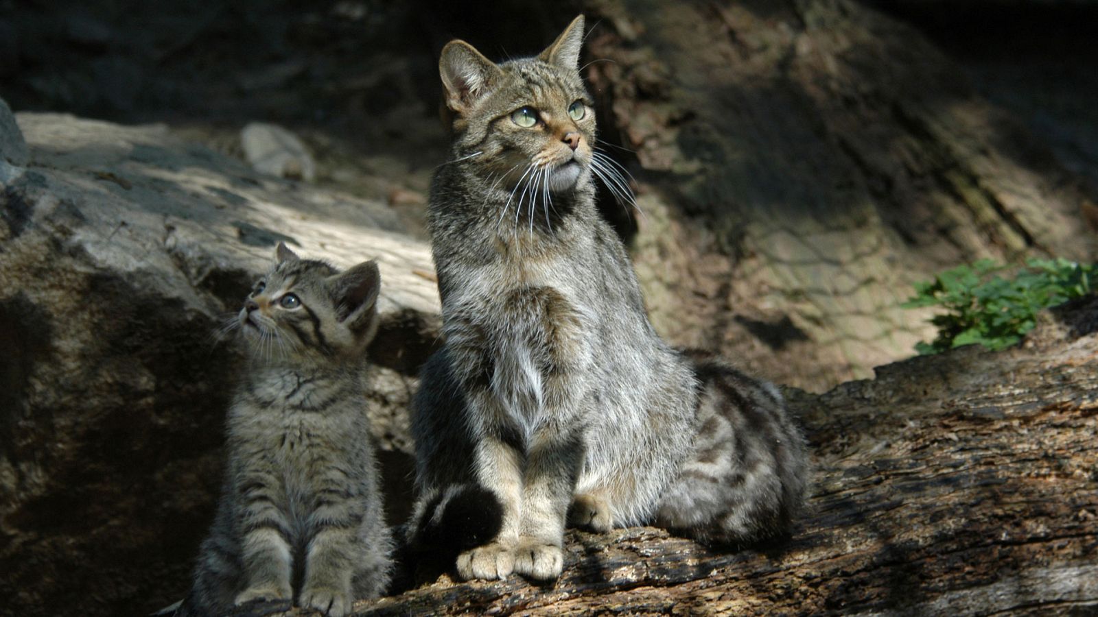 Familias animales asombrosas - Episodio 9 - ver ahora