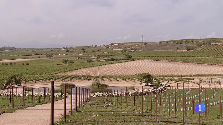 Informativo Telerioja - Informativo Telerioja  - 01/06/23