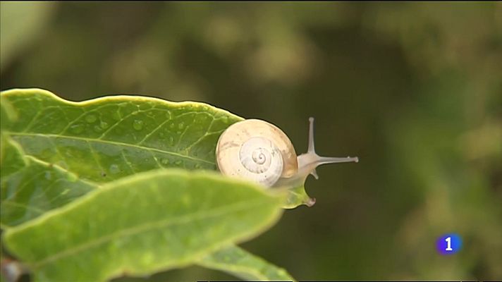 L'informatiu - Comunitat Valenciana - L'Informatiu de la Comunitat Valenciana 1 - 01/06/23