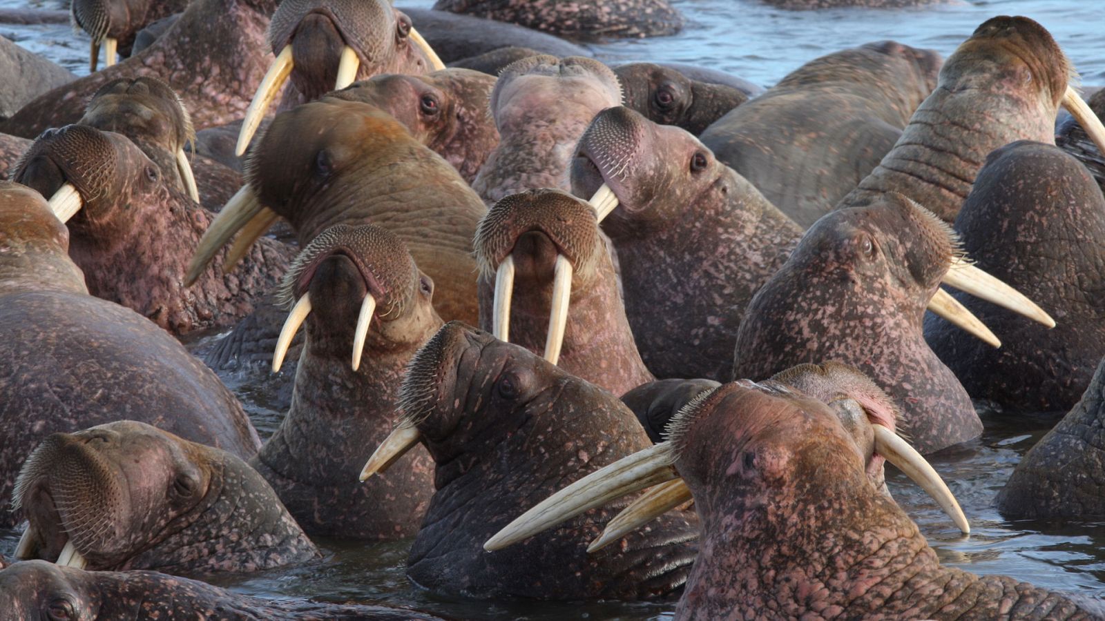 Familias animales asombrosas - Episodio 10 - ver ahora