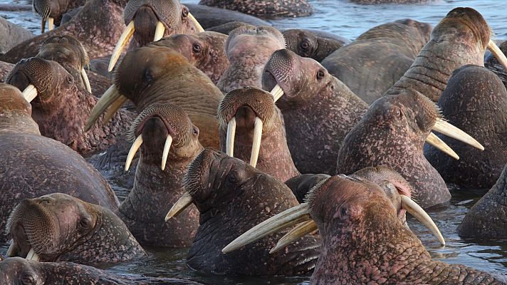 Familias animales asombrosas - Episodio 10