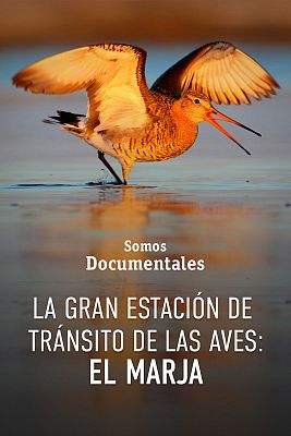Somos Documentales - La gran estación de tránsito de las aves: el Marjal de Turov