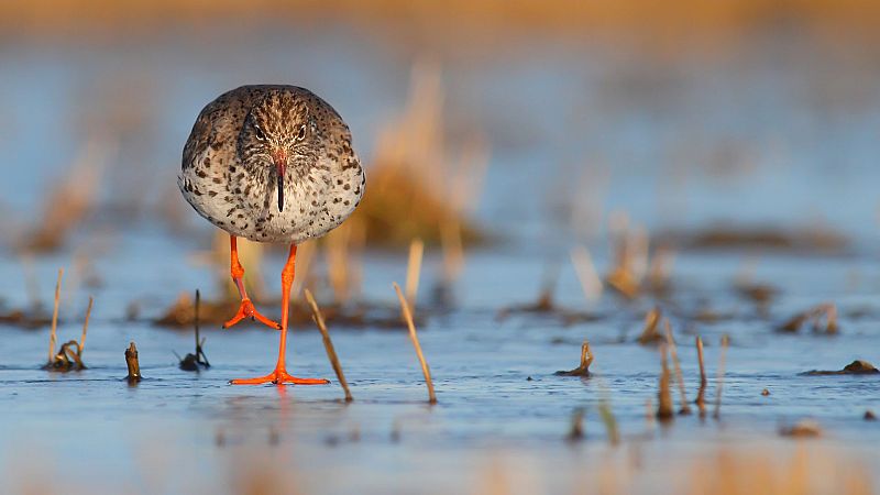 Somos documentales - La gran estacin de trnsito de las aves: el Marjal de Turov - ver ahora