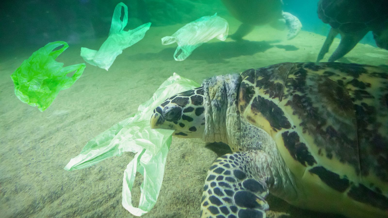 Aquí la Tierra - El plástico, contaminando tierra, aire, mar y cuerpos humanos