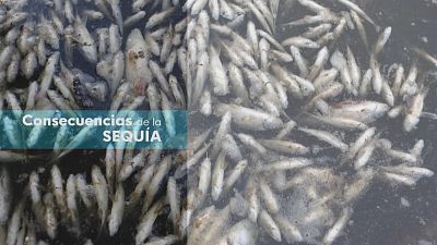 Consecuencias de la sequía