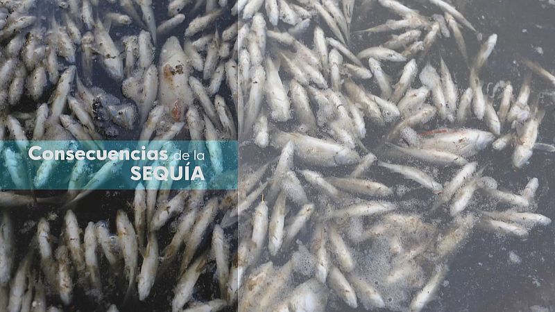 Consecuencias de la sequía - Ver ahora