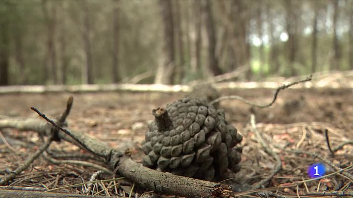 L'Informatiu - Com és el Pla Estratègic de gestió del foc de la Vall d'Aran?