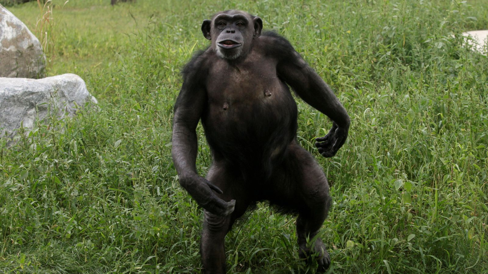 Vídeo: El mayor catálogo de ADN de primates de la historia puede ayudar con enfermedades humanas