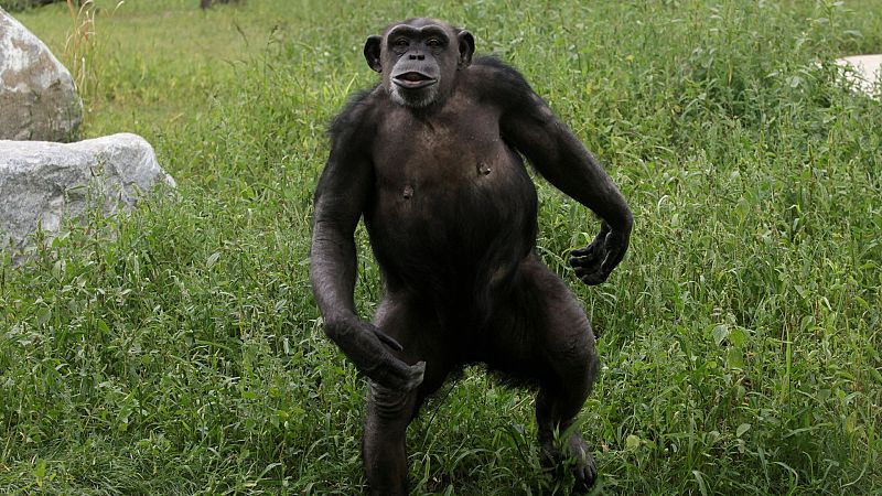 Vídeo: El mayor catálogo de ADN de primates de la historia puede ayudar con enfermedades humanas