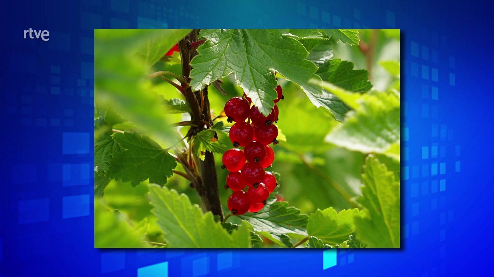 Saber y ganar. Edición de fin de semana - 04/06/23 - ver ahora