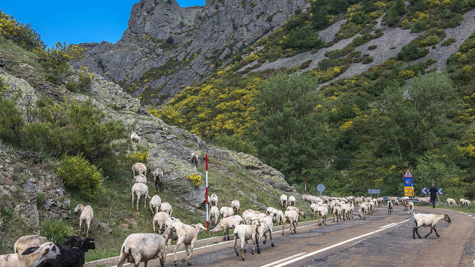 Ganaderos atrapados en Ciudad Real por un brote de viruela ovina