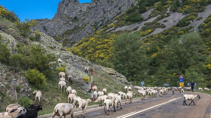 Ganaderos atrapados en Ciudad Real por un brote de viruela ovina