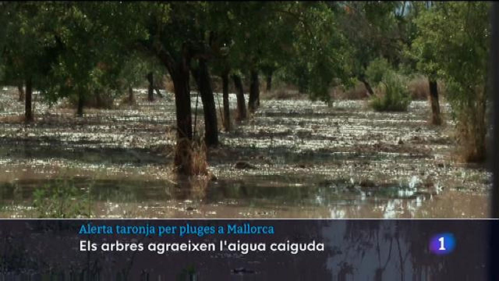Alerta taronja per pluges a Mallorca - 02/06/23 - Veure ara