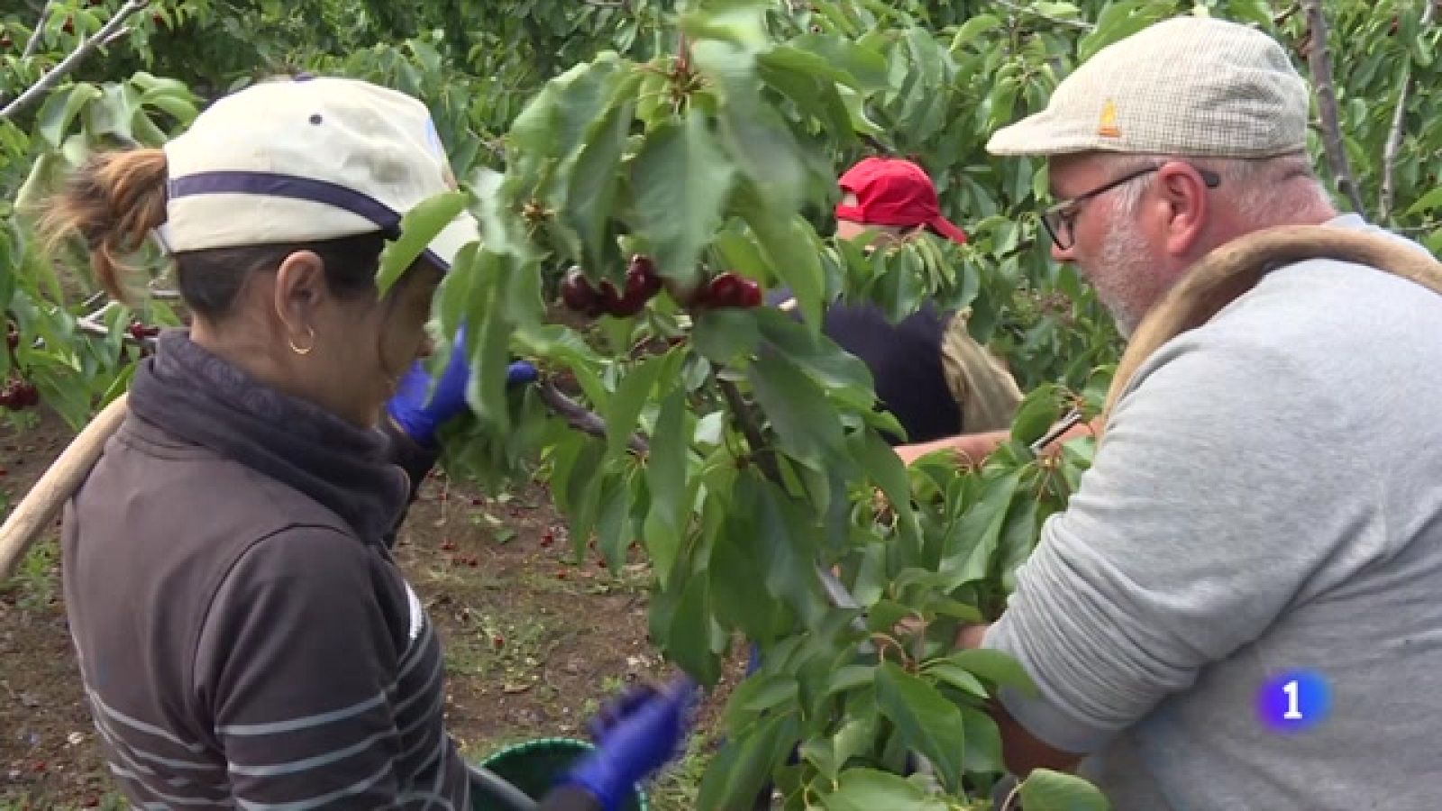 Las lluvias arruinan las cerezas del Jerte -RTVE.es