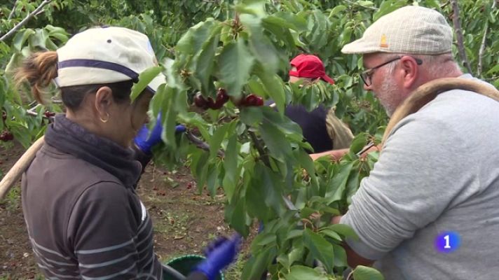 Las lluvias arruinan las cerezas del Jerte