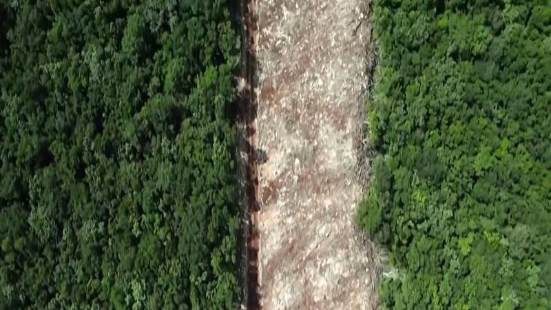 El polémico Tren Maya amenaza la selva mexicana