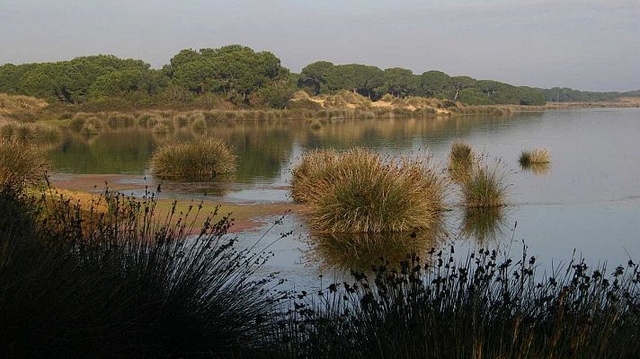 Los parlamentarios alemanes suspenden su visita a Andalucía sobre Doñana