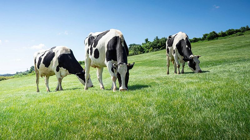 Una granja gallega ofrece 2.000 euros por trabajar como 'tiktoker' de vacas