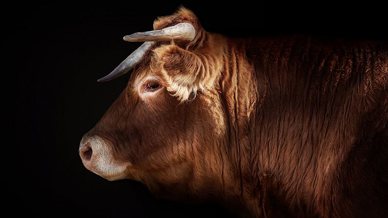 Qué es la tuberculosis bovina, origen del conflicto en Castilla y León con los ganaderos