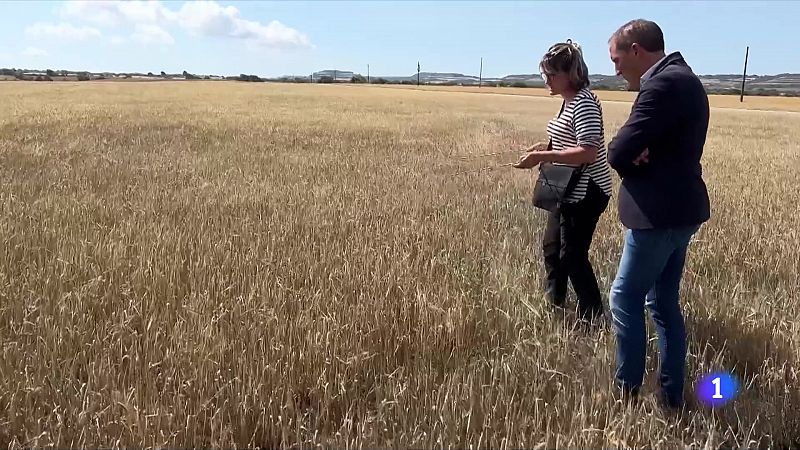 La pedregada malmet la meitat de la collita a Alguaire