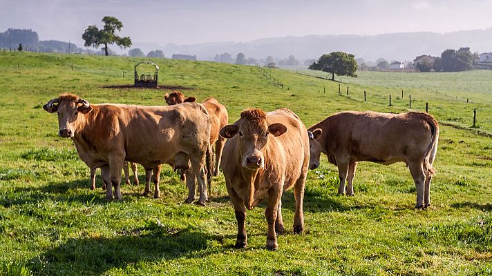 La hora de La 1 - La crisis del ganado en Castilla y León
