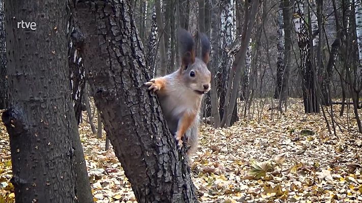 La aventura del Saber - ¿Cómo afecta la deforestación a la biodiversidad?