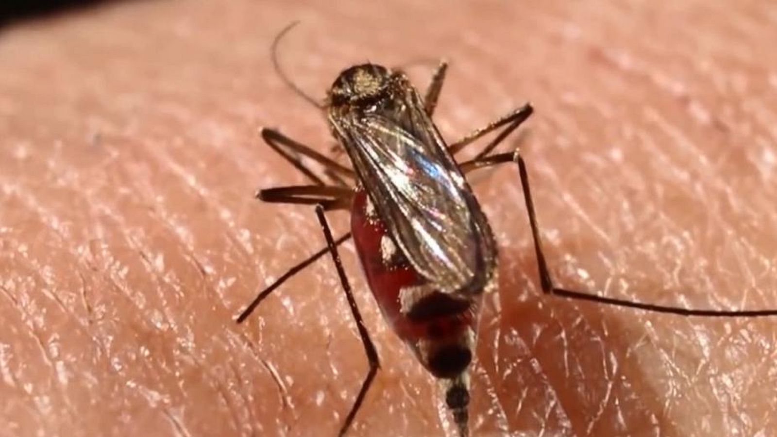 Sanidad impulsa la aplicación 'Mosquito Alert' 
