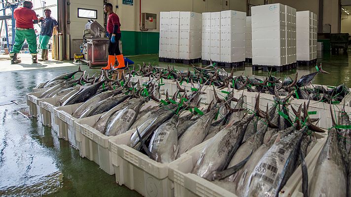 Llegan los primeros bonitos a Cantabria