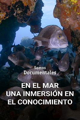 En el mar una inmersión en el conocimiento