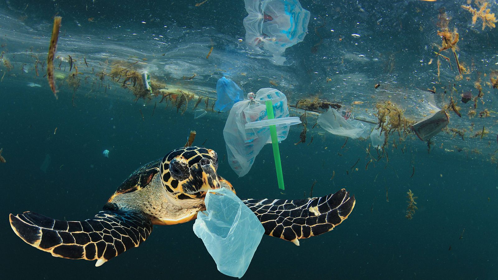 Voluntarios españoles emprenden una recogida masiva de plástico en el mar de Grecia
